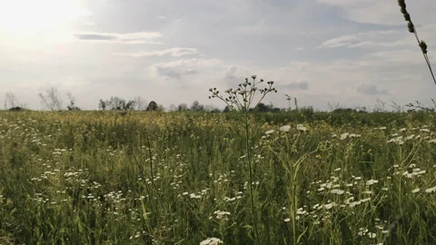 Green field in the open air Stock Footage 134201146