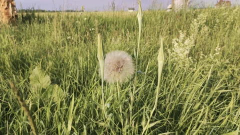 Green field in the open air Stock Footage 134202717