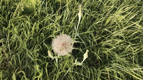 Green field in the open air Stock Footage 134202756