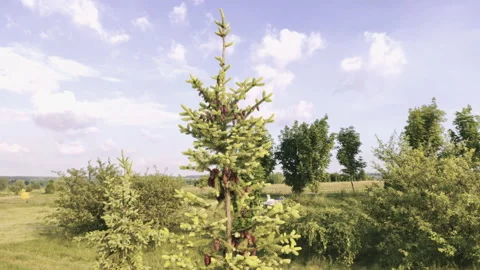 Green field in the open air Stock Footage 134202770