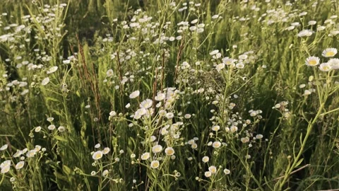 Green field in the open air Stock Footage 134451687