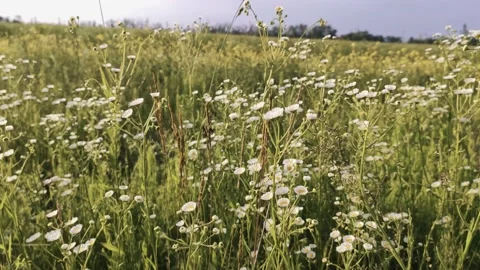 Green field in the open air Stock Footage 134451700