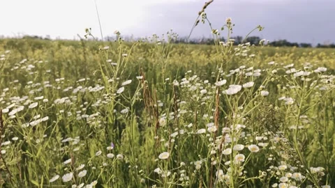 Green field in the open air Stock Footage 134451711
