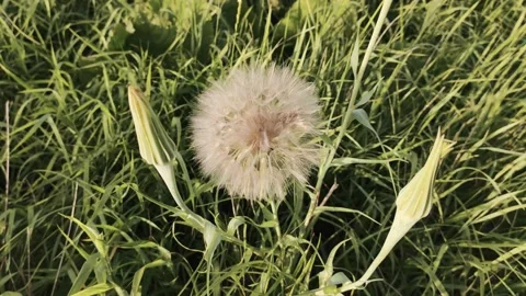 Green field in the open air Stock Footage 134451728