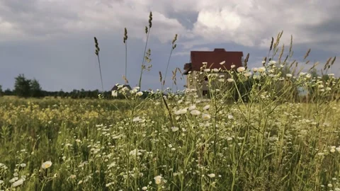 Green field in the open air Stock Footage 134451735