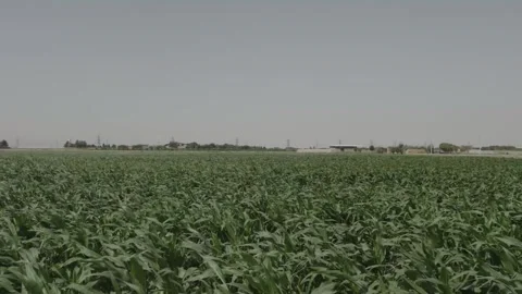 Green field with path cutting through crops under clear sky for agriculture Stock Footage 342828097