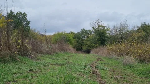 Green Field Path under Cloudy Sky with Trees and Bushes Stock Footage 320161875