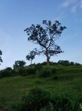 Green Field Pattern Stock Photos