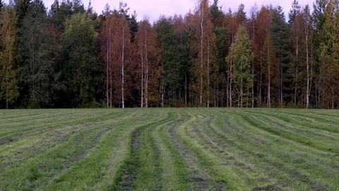 Green field with patterns and autumn colored trees Stock Footage 250476827