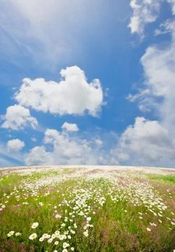 Green field Stock Photos