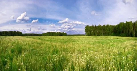Green field Stock Photos