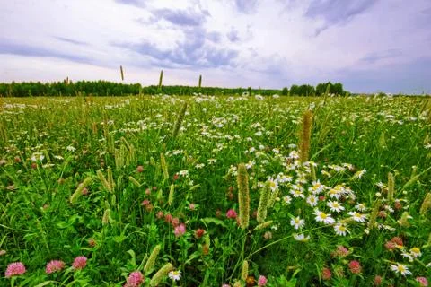 Green field Stock Photos