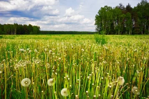 Green field Stock Photos