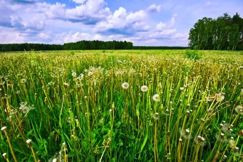 Green field Stock Photos