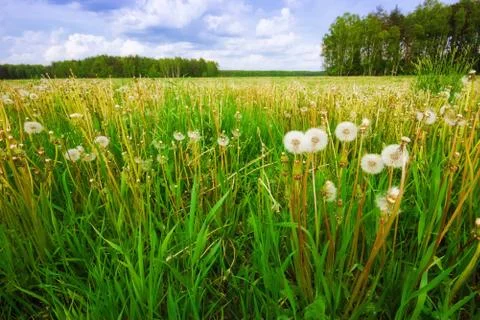 Green field Stock Photos