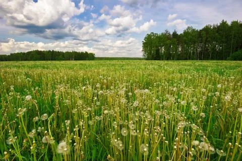 Green field Stock Photos