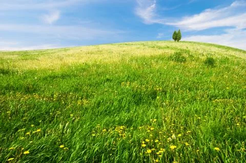 Green field Stock Photos