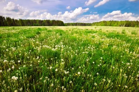 Green field Stock Photos