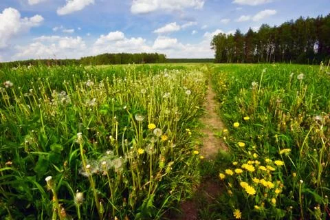Green field Stock Photos