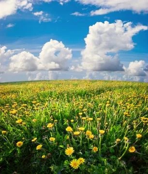 Green field Stock Photos