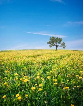 Green field Stock Photos
