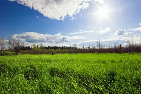 Green field Stock Photos