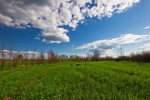 Green field Stock Photos