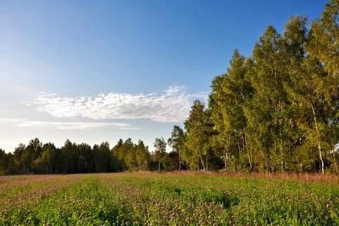 Green field Stock Photos