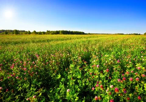 Green field Stock Photos