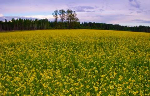 Green field Stock Photos