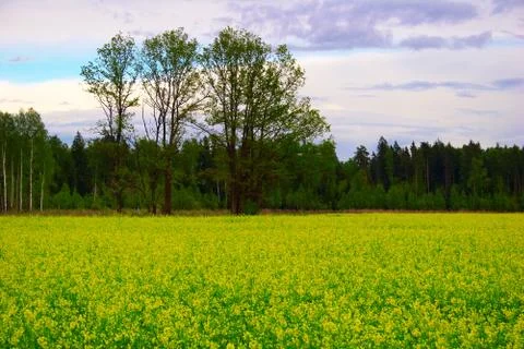 Green field Stock Photos