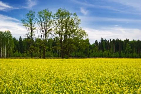 Green field Stock Photos
