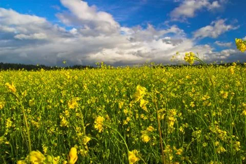 Green field Stock Photos