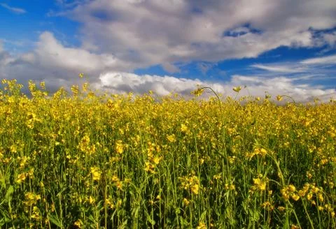 Green field Stock Photos