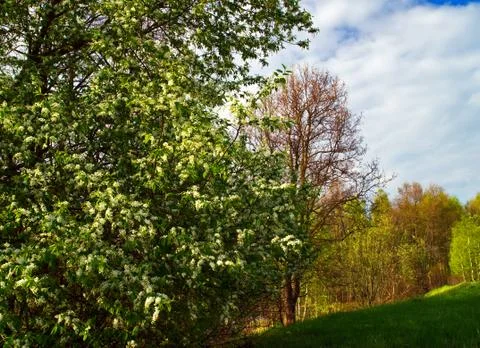 Green field Stock Photos