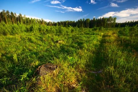 Green field Stock Photos