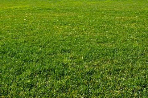 Green field Stock Photos
