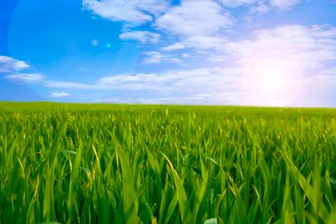 Green Field Stock Photos