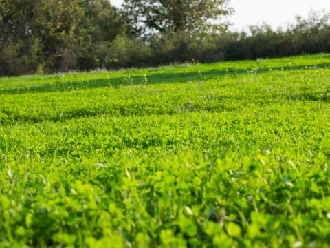 Green field Stock Photos