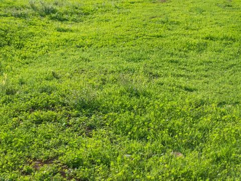 Green field Stock Photos