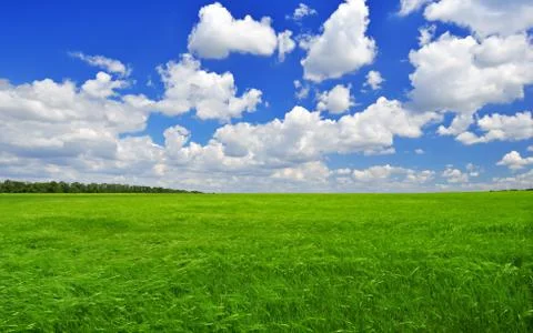Green field Stock Photos