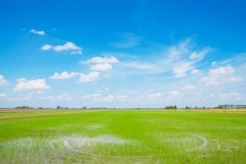 Green field Stock Photos