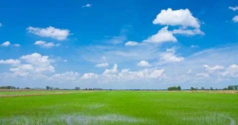 Green field Stock Photos