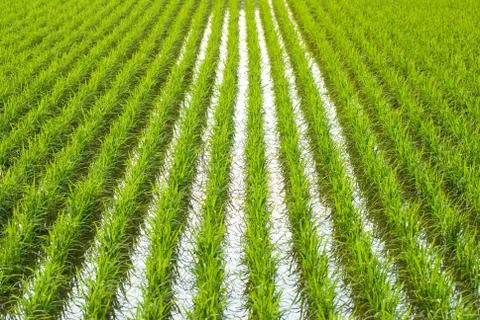 Green field Stockfoto's