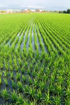 Green field Stock Photos