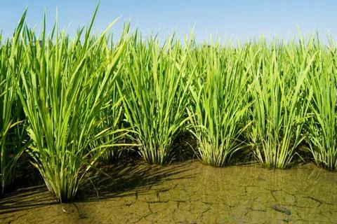 Green field Stockfoto's