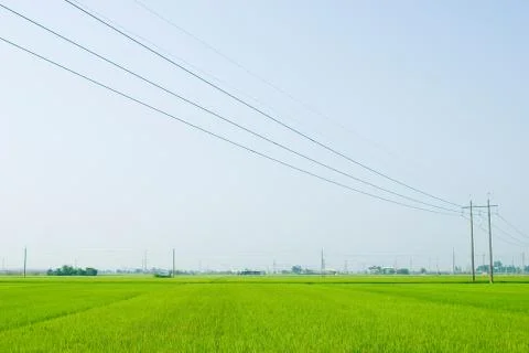 Green field Fotos Stock