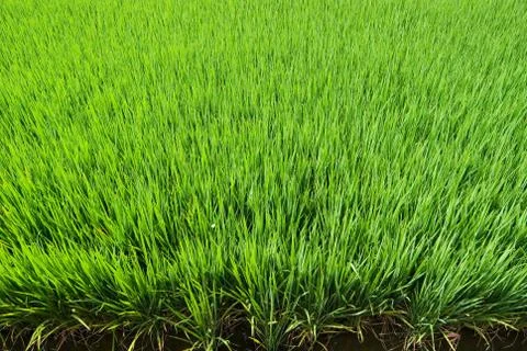 Green field 스톡 사진