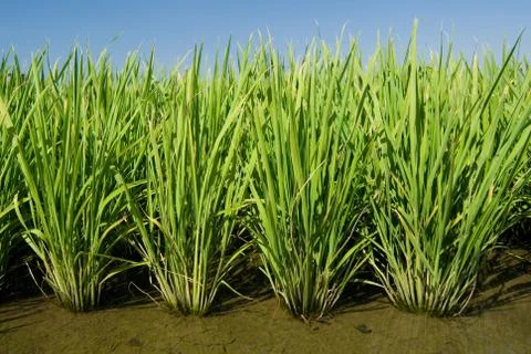 Green field Fotos Stock