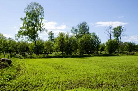 Green field Stock Photos